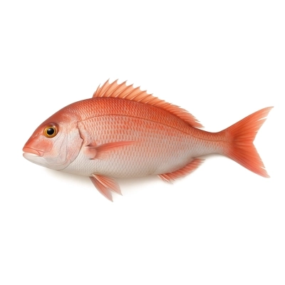 Farmed Japanese Madai 